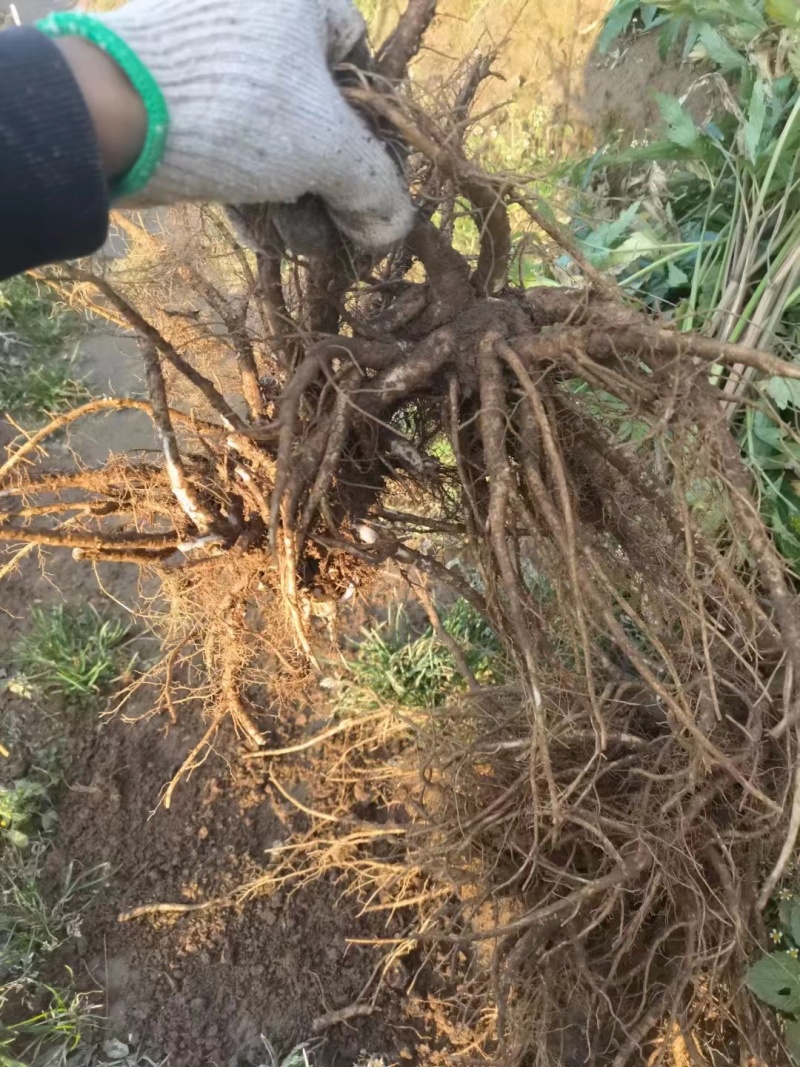 高海拔当归日本当归鲜当归甜当归鲜货大量出售