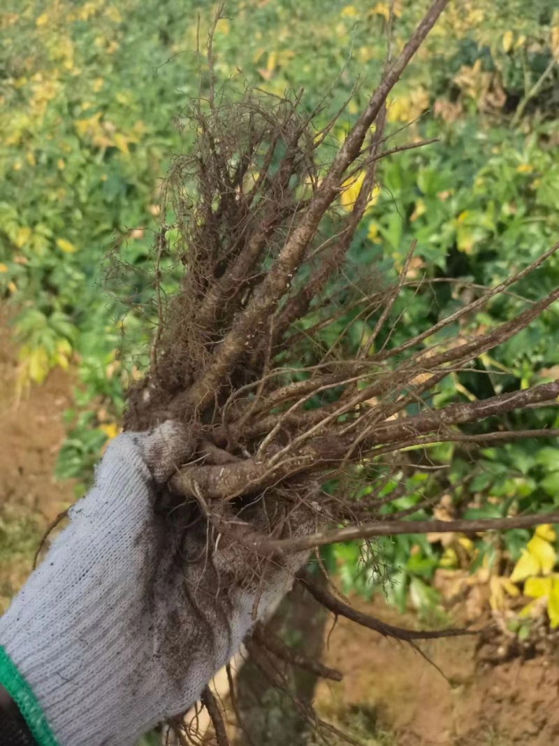 高海拔当归日本当归鲜当归甜当归鲜货大量出售