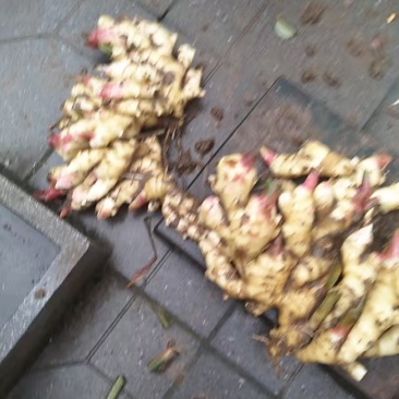 14亩青苗大姜