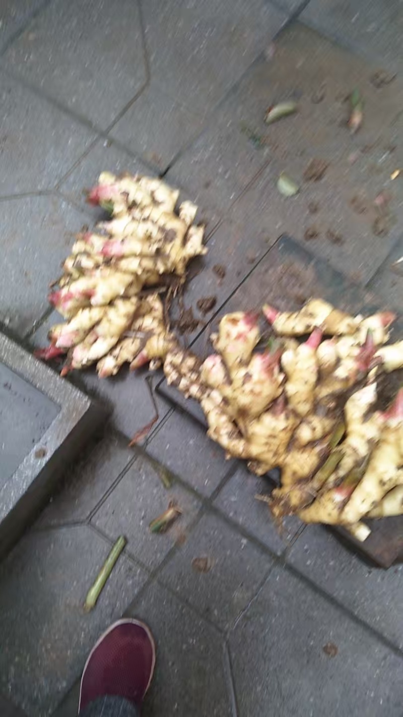 14亩青苗大姜