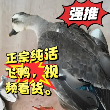 野鸭飞天老绿头正宗纯活野鸭视频看货