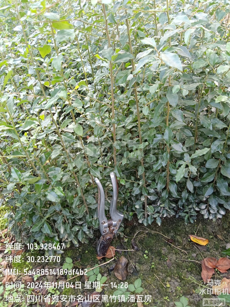 金弹子苗，金弹子，灌木，盆景造型打弯素材基地发货包邮