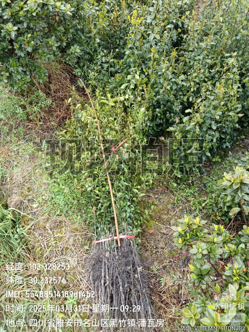 金弹子苗，金弹子，灌木，盆景造型打弯素材基地发货包邮