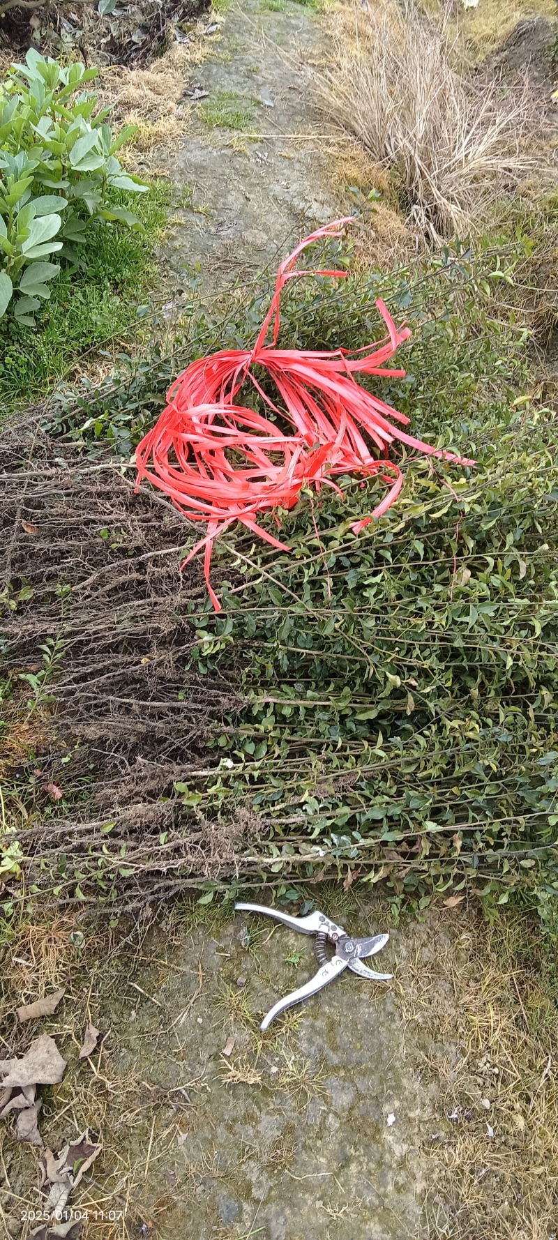 金弹子苗，金弹子，灌木，盆景造型打弯素材基地发货包邮
