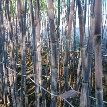 河北唐山北方甘蔗，3元/根，保证口感，不甜退货