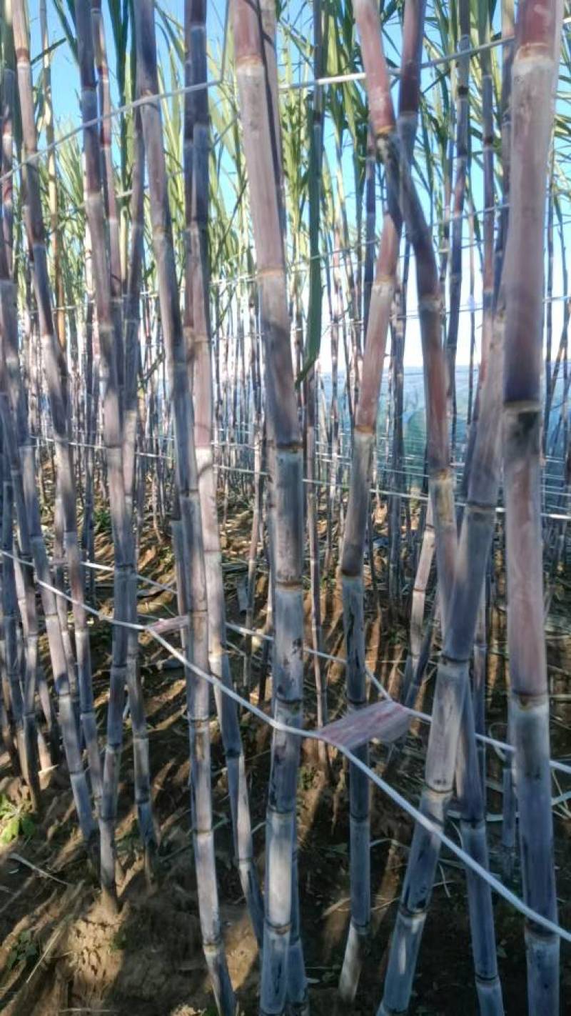 河北唐山北方甘蔗，3元/根，保证口感，不甜退货