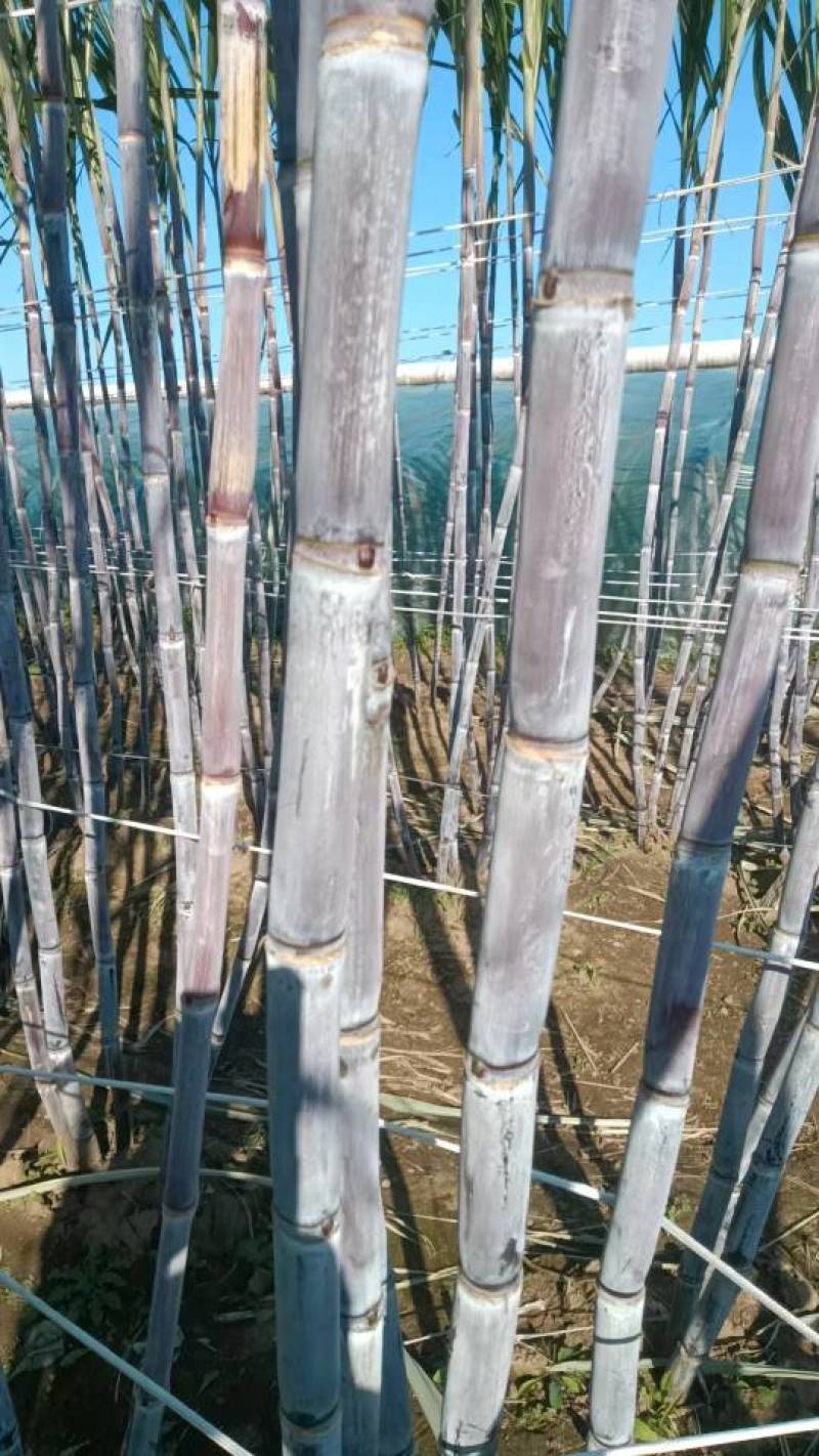 河北唐山北方甘蔗，3元/根，保证口感，不甜退货