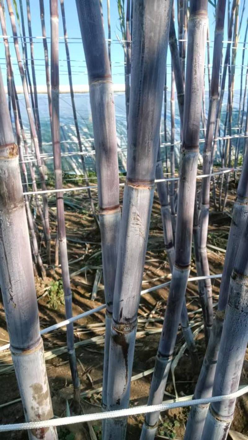 河北唐山北方甘蔗，3元/根，保证口感，不甜退货