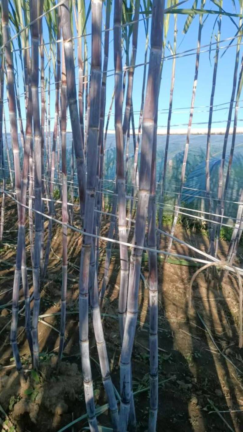 河北唐山北方甘蔗，3元/根，保证口感，不甜退货