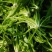 热卖中新鲜荠菜鲜货新鲜现挖基地直供量大从优欢迎联