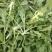 热卖中新鲜荠菜鲜货新鲜现挖基地直供量大从优欢迎联