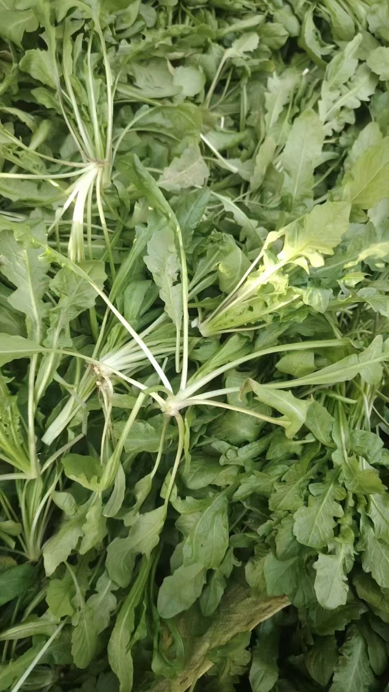 热卖中新鲜荠菜鲜货新鲜现挖基地直供量大从优欢迎联