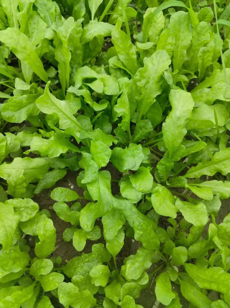 热卖中新鲜荠菜鲜货新鲜现挖基地直供量大从优欢迎联