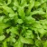 热卖中新鲜荠菜鲜货新鲜现挖基地直供量大从优欢迎联