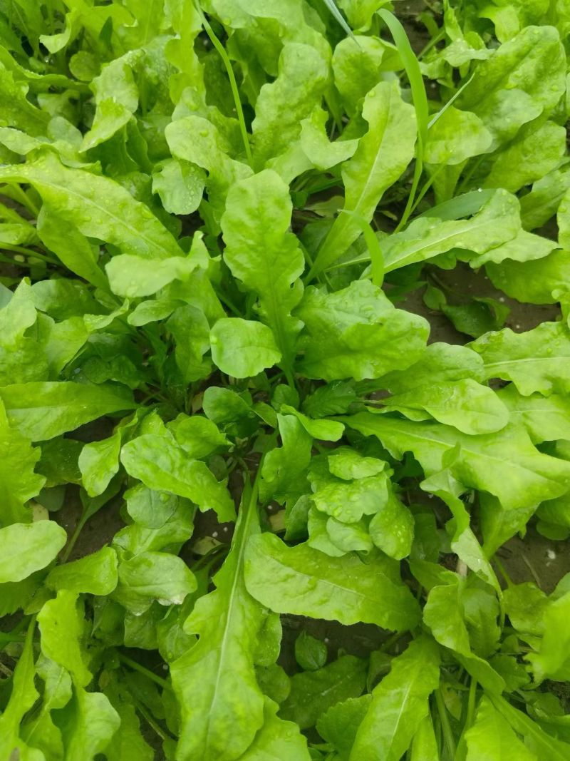 热卖中新鲜荠菜鲜货新鲜现挖基地直供量大从优欢迎联
