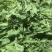 热卖中新鲜荠菜鲜货新鲜现挖基地直供量大从优欢迎联