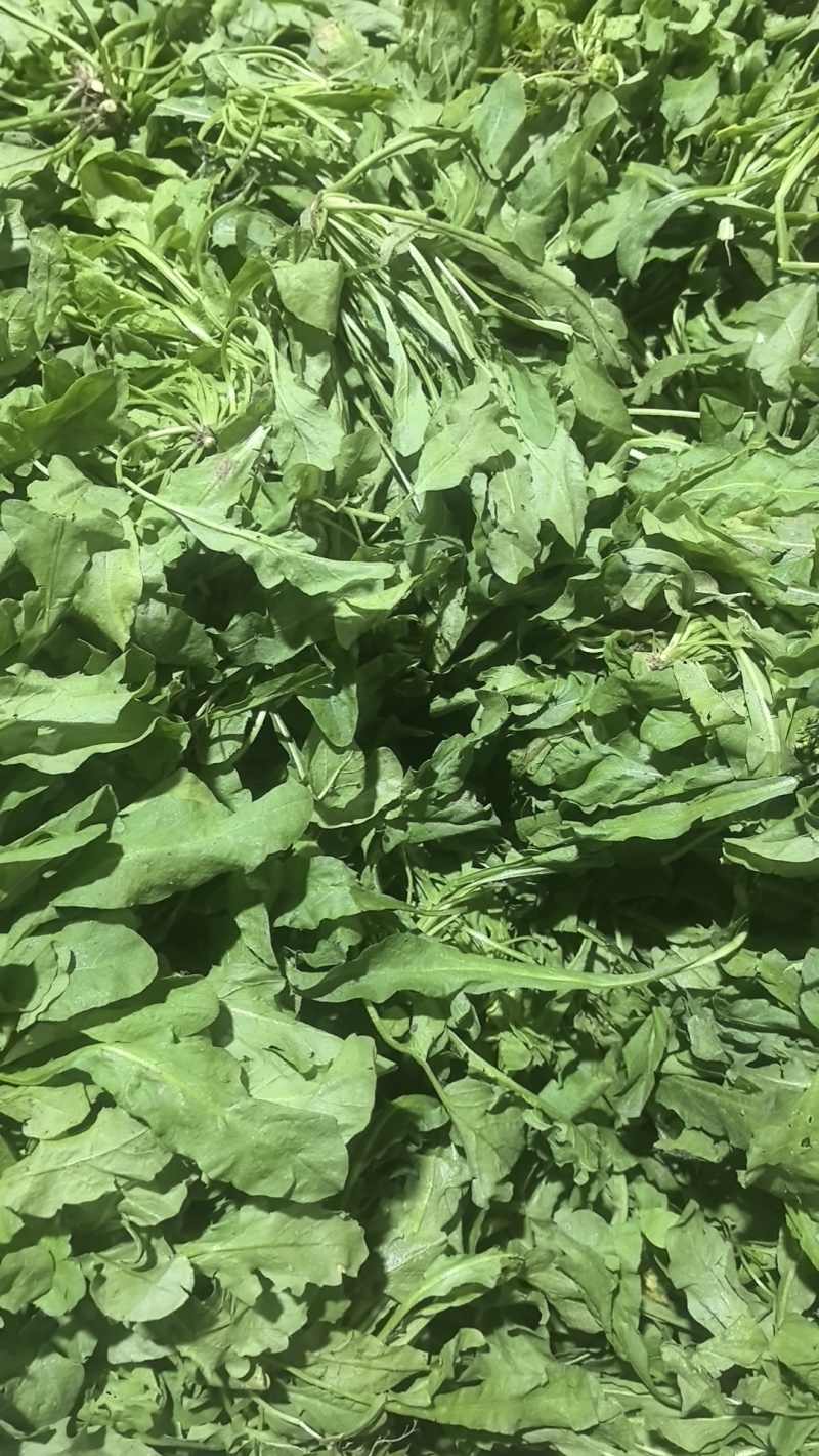热卖中新鲜荠菜鲜货新鲜现挖基地直供量大从优欢迎联