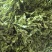 热卖中新鲜荠菜鲜货新鲜现挖基地直供量大从优欢迎联