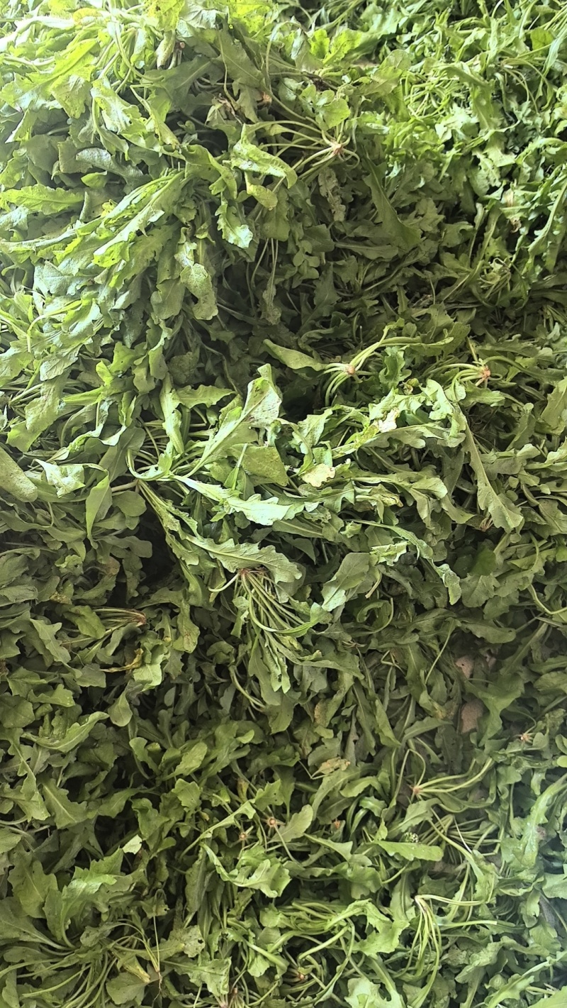 热卖中新鲜荠菜鲜货新鲜现挖基地直供量大从优欢迎联