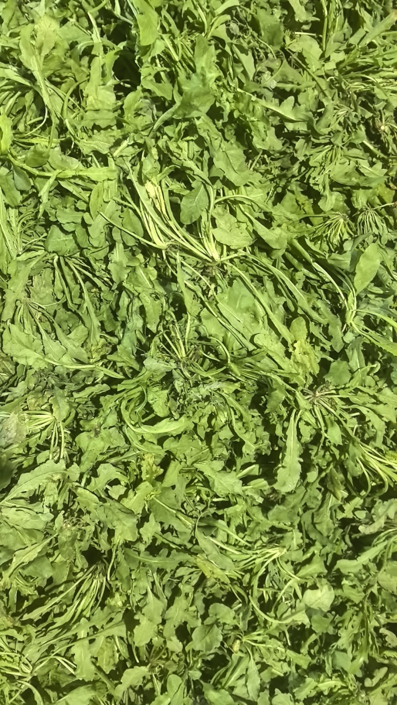 热卖中新鲜荠菜鲜货新鲜现挖基地直供量大从优欢迎联