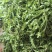 热卖中新鲜荠菜鲜货新鲜现挖基地直供量大从优欢迎联