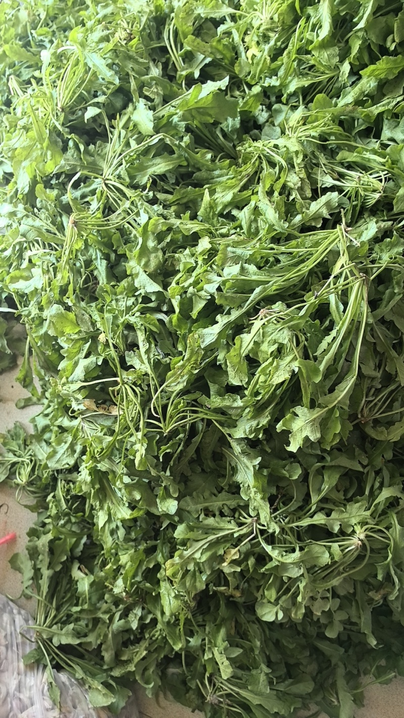 热卖中新鲜荠菜鲜货新鲜现挖基地直供量大从优欢迎联