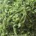 热卖中新鲜荠菜鲜货新鲜现挖基地直供量大从优欢迎联