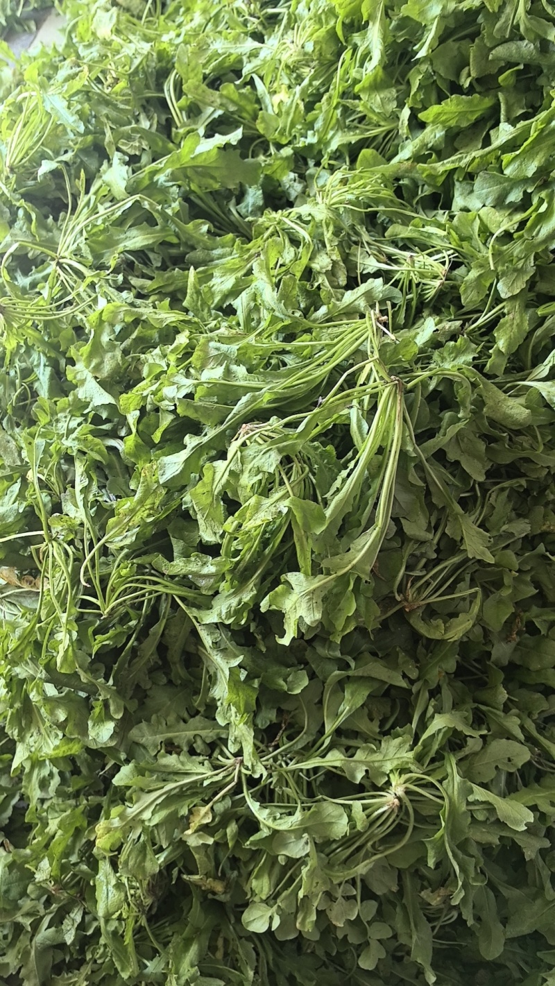 热卖中新鲜荠菜鲜货新鲜现挖基地直供量大从优欢迎联