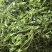 热卖中新鲜荠菜鲜货新鲜现挖基地直供量大从优欢迎联