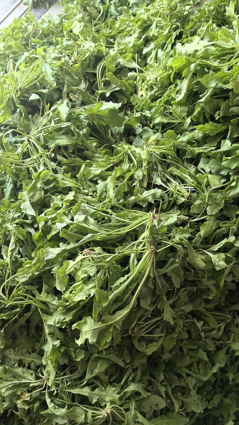 热卖中新鲜荠菜鲜货新鲜现挖基地直供量大从优欢迎联