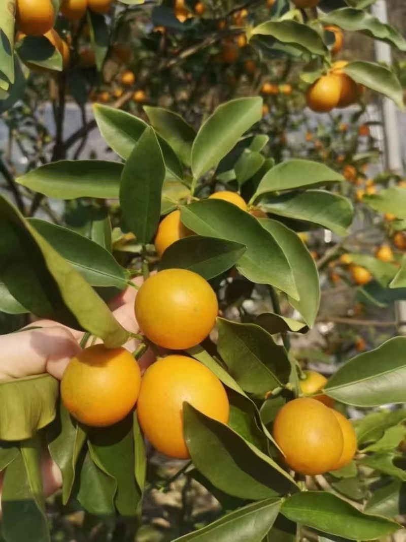 大凉山脆蜜金桔，大凉山冬草莓，欢迎各位有实力的老板