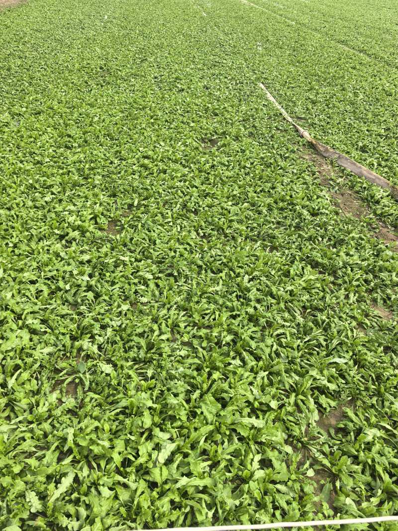精选荠菜河南商丘产地直发按老板需求接单可对接工厂团购