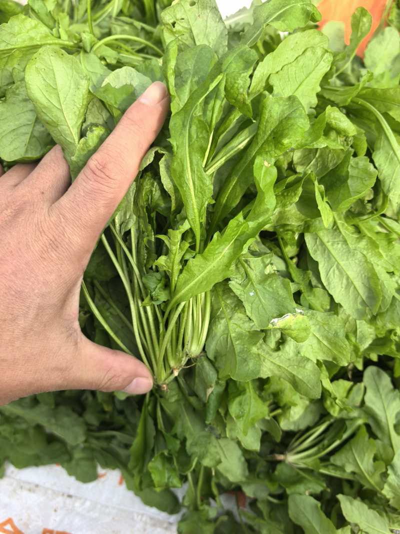 精选荠菜河南商丘产地直发按老板需求接单可对接工厂团购