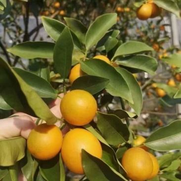 大凉山脆蜜金桔，大凉山冬草莓，欢迎各位有实力的老板