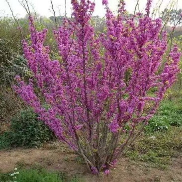 从生紫荆