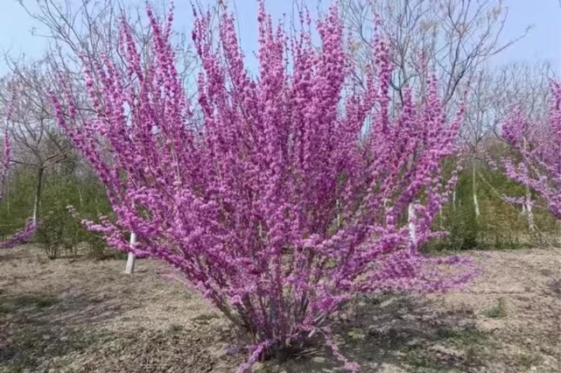 从生紫荆