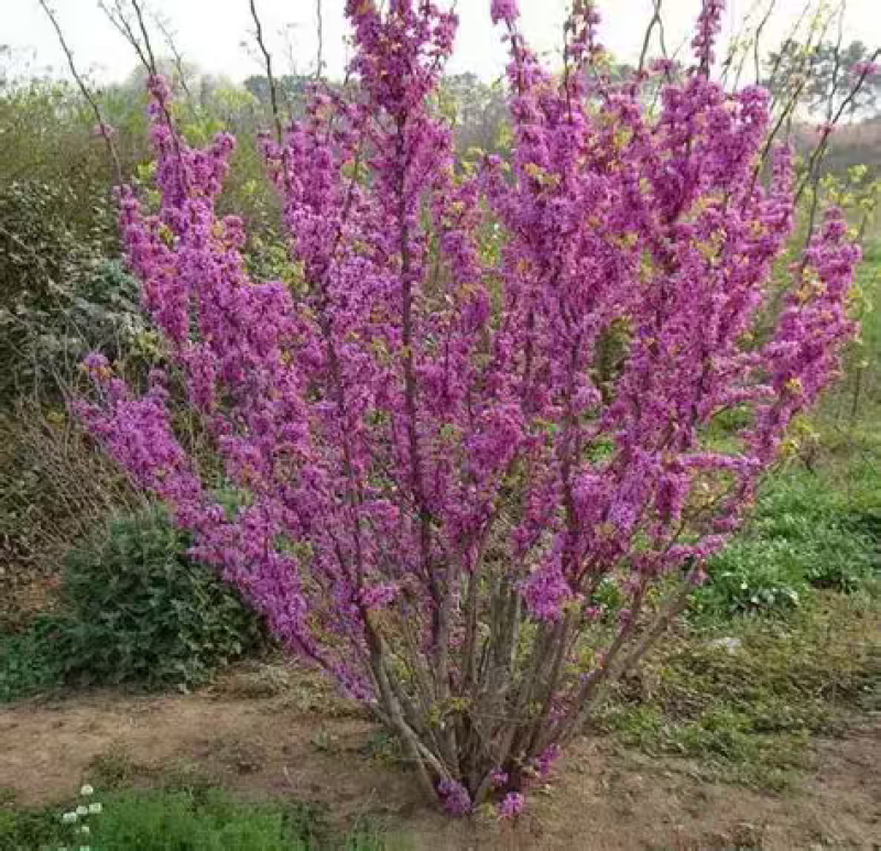 从生紫荆