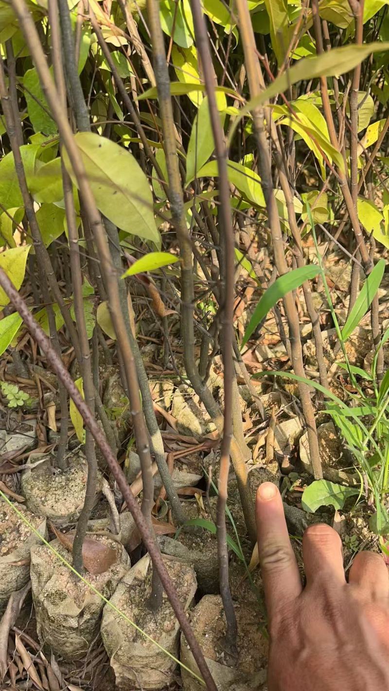 广西浦北红椎苗！