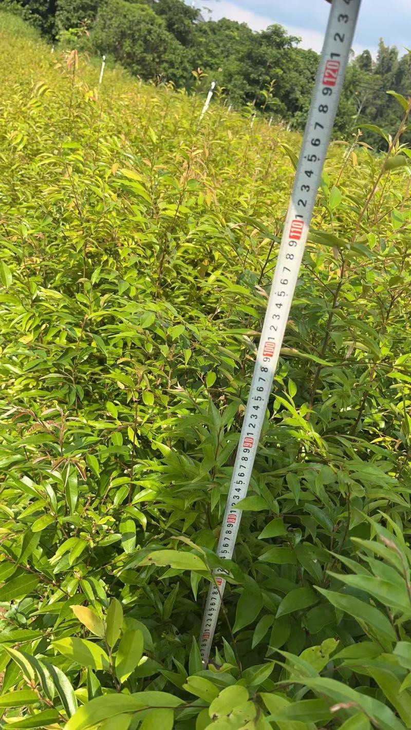 广西浦北红椎苗！