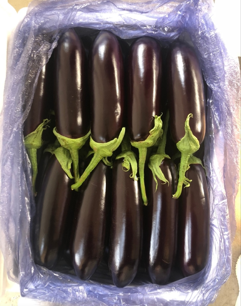 【推荐】本地紫茄供应市场商超电商一手货源量大从优