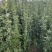 苗圃大量出售高度80-1米北海道