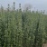 苗圃大量出售高度80-1米北海道