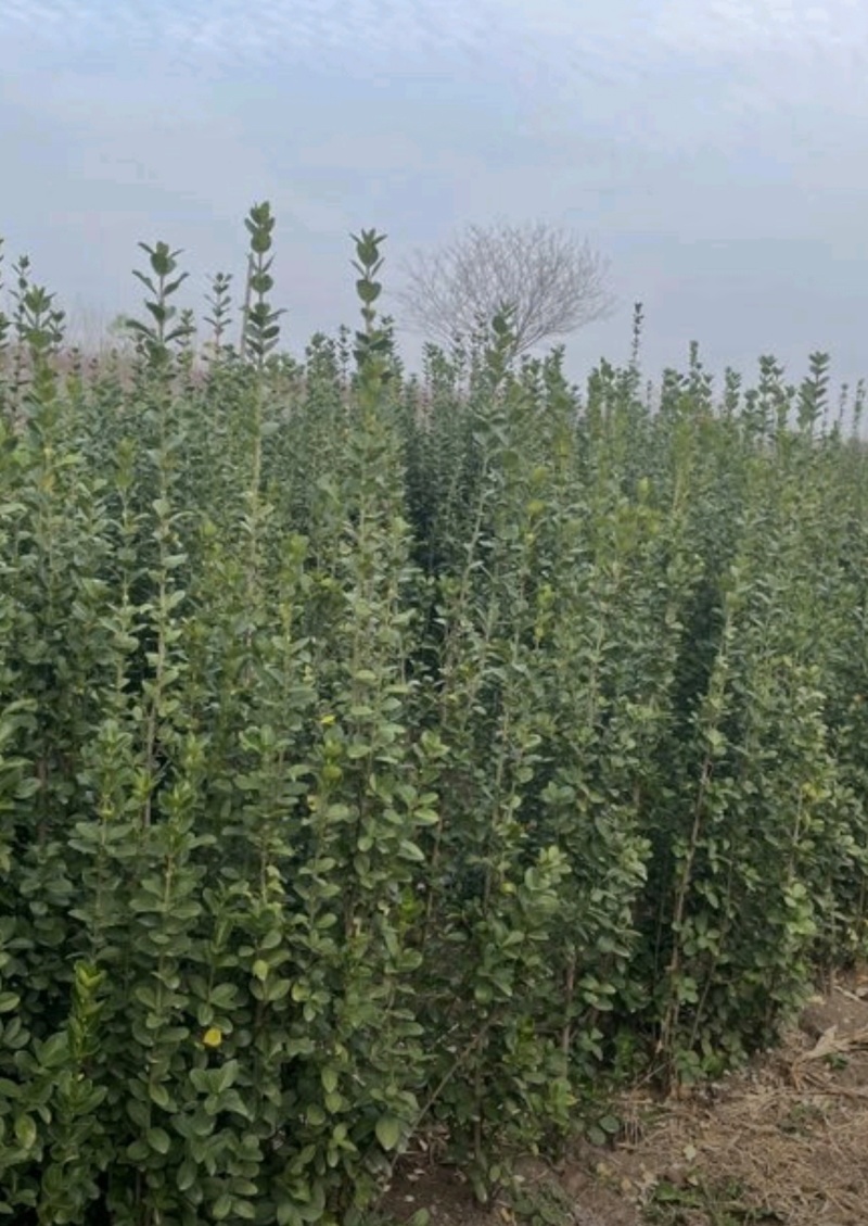 苗圃大量出售高度80-1米北海道