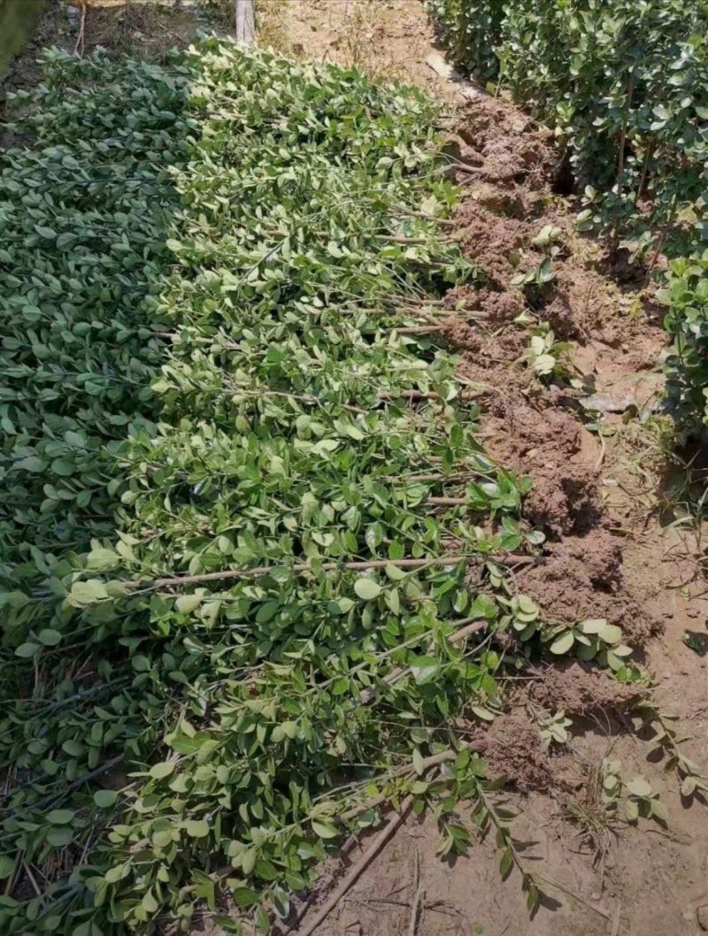 苗圃大量出售高度80-1米北海道