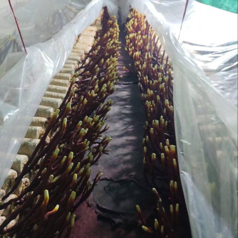 贵州中药菌藻类/鹿角灵芝/规格齐全/量大价优/欢迎咨询