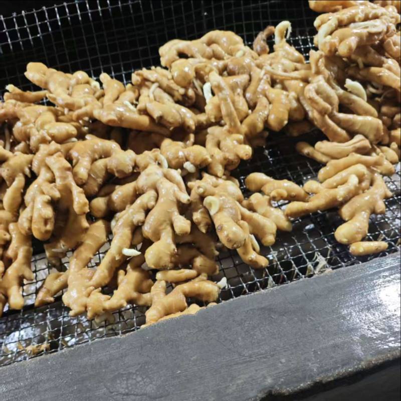 精品大黄姜山东生姜大黄姜大量现货供应中欢迎来电咨询