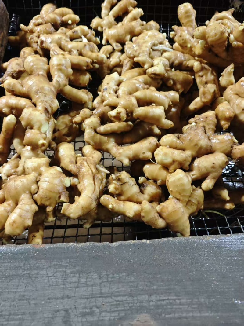 精品大黄姜山东生姜大黄姜大量现货供应中欢迎来电咨询