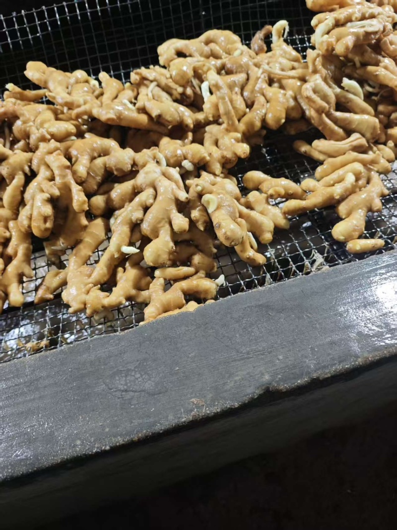 精品大黄姜山东生姜大黄姜大量现货供应中欢迎来电咨询