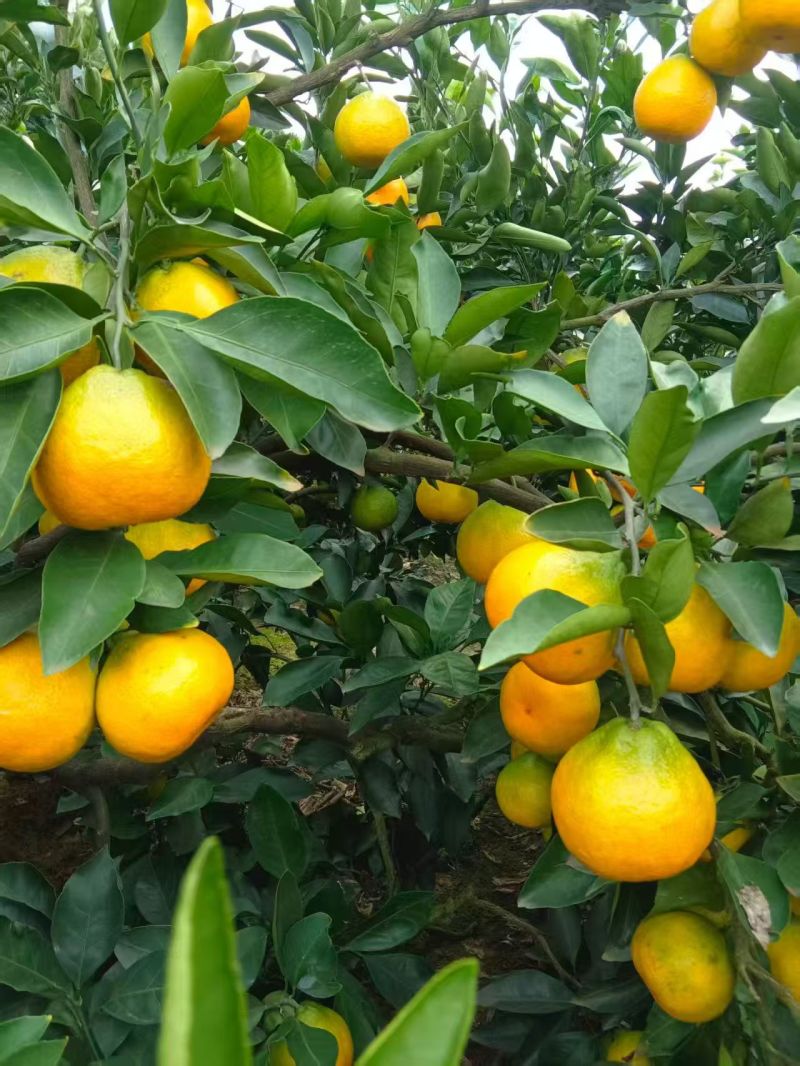 蜜橘/四川精品蜜橘/产地直发\货源充足\对接全国采购商