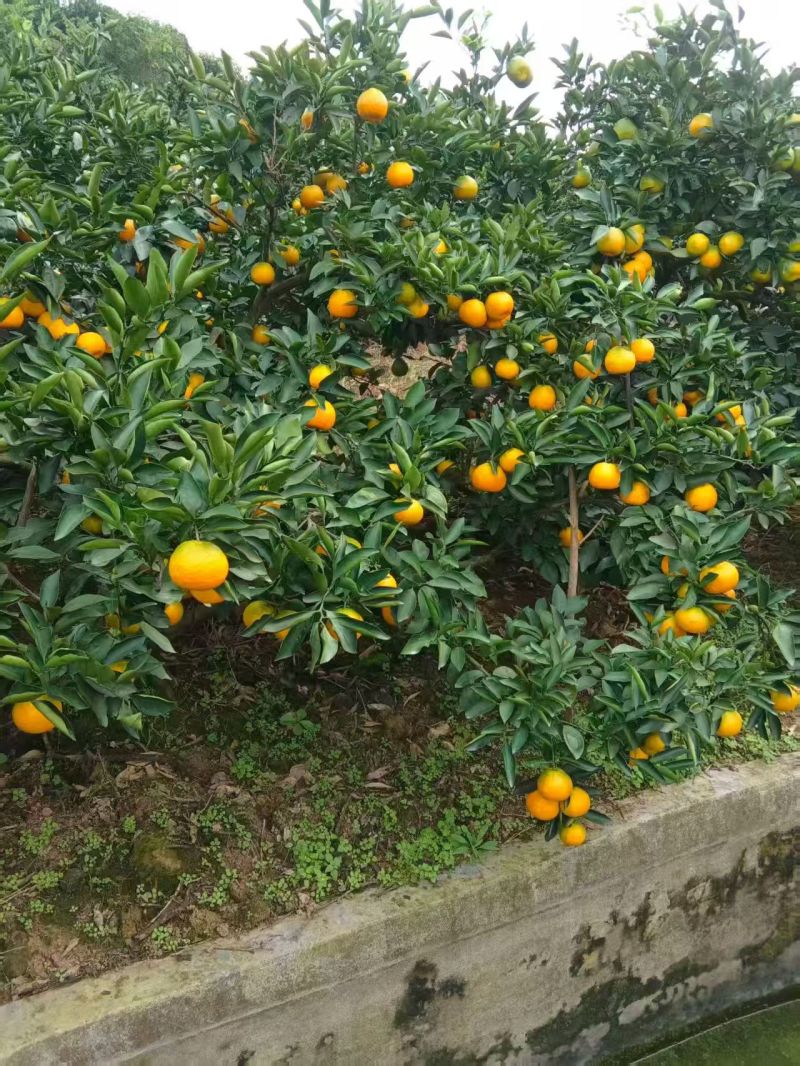 蜜橘/四川精品蜜橘/产地直发\货源充足\对接全国采购商